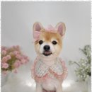 더웃개 이미지