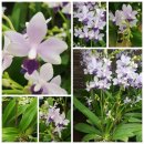 사파이어 이미지