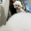 가람애견미용샵 | 수영동애견미용 비숑미용 쁘띠몽펫샵 후기