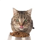 동물병원 HADA 이미지