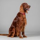 레드앤화이트독 이미지