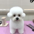 오도르봉 이미지
