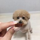 닥터스종합동물병원 이미지