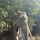 짱경품랜드 | [용인 에버랜드] 워킹사파리 포함 에버랜드 방문 후기