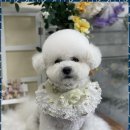 펫미리애견샵 이미지