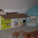 고양이집 이미지