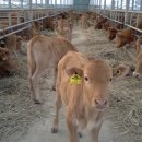 장수축산한우사랑 이미지