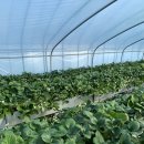 상이농장 | 🍓딸기농장 체험 데이트 후기｜실내 데이트 찾는 커플 추천