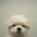 유올펫 강아지고양이 청주점 | 청주 강아지 분양 소중한 가족 유올펫