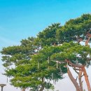 호수공원수변공원 | 실제로 보면 더 압도적이었던 세종낙화축제, 세종데이트 추천