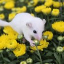 펫엔글라이더본점 이미지