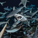 New Ocean Media
