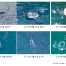 제주 돌고래 이미지