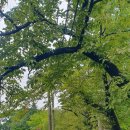 문화해설사의집(이병철생가) | [강릉 여행] 허균,허난설헌 생가에서 들은 문화관광해설 후기🎭