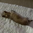 나인동물의료센터 이미지