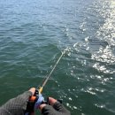 서해에서아침을 | 서해 남당항 쭈꾸미 낚시 후기, 북풍 속 알쭈꾸미 오전 선상 조황