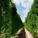 홍천농장 이미지