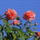 서울화원 이미지