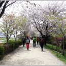 벚꽃길13 이미지