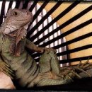 이구아나 이미지