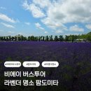 비에이 팜도미타 후기｜7월 개화상황·라벤더·먹거리