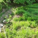 창포농장 이미지