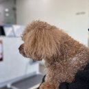 [뭉치워크] 02.03 - 02.09 : 건강검진받은 뭉치
