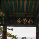 서천 마량리 동백나무 숲 이미지