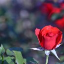 장미농원 이미지