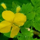 봉의산막국수 이미지