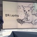 랩독 이미지