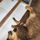 레지나식당 이미지