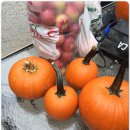 호박농장 이미지