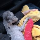 홍금동물병원 이미지