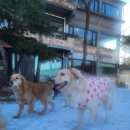 GPS 애견학교 이미지