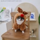 뽀송강아지 이미지