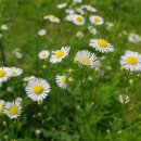 소풍길 들꽃산책 이미지