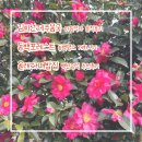 자매정식 | 솔직후기, 동백포레스트 동백명소 개화시기, 올래자매밥집 백반정식 추천후기 | 내돈내산 솔직후기 리뷰