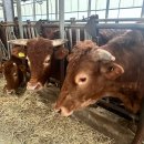 황우농장 이미지