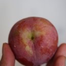 신태양농장 이미지