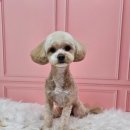 메리몰펫샵(사직점) 이미지