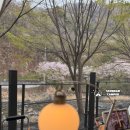 벚꽃캠핑 월악산 벚꽃 로드 옆 엘림펜션 캠핑장 이지캠핑존 후기