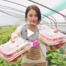 채영농장 네이버블로그