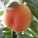 덕우농장 이미지