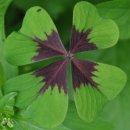 네잎클로버 이미지