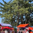 7080잔치국수 | 삼척 맹방 유채꽃 축제 4월 11일 방문 및 개화 현황