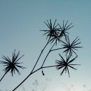 도깨비풀 이미지