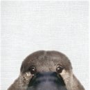 오리너구리