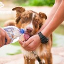 정수동물병원 이미지