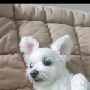 복터진강아지 이미지